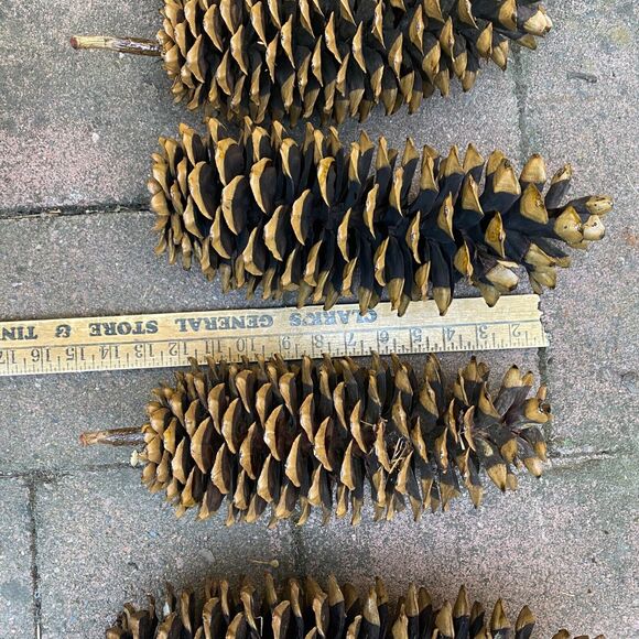 6 Natural Sugar Pine Cones Decorative, Wreaths, Rustic 9" - 14" - Picture 5 of 8